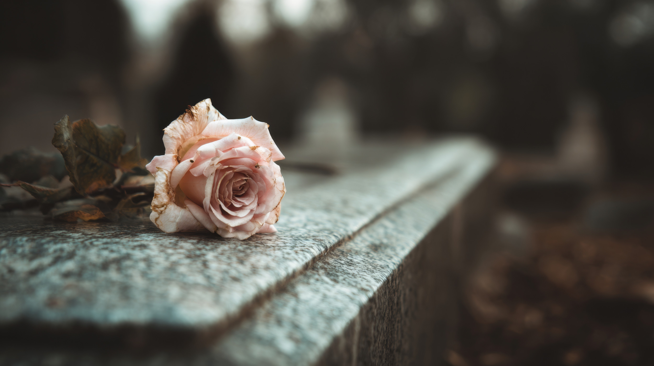 Rose as a sign of morning